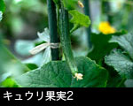 キュウリの果実2