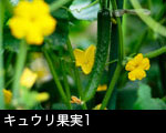 キュウリの果実1
