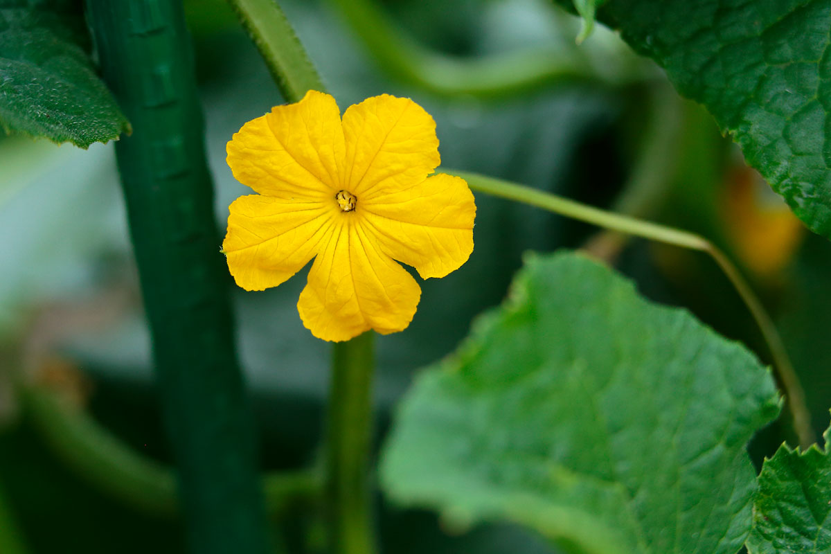 r1l-6819 キュウリの花