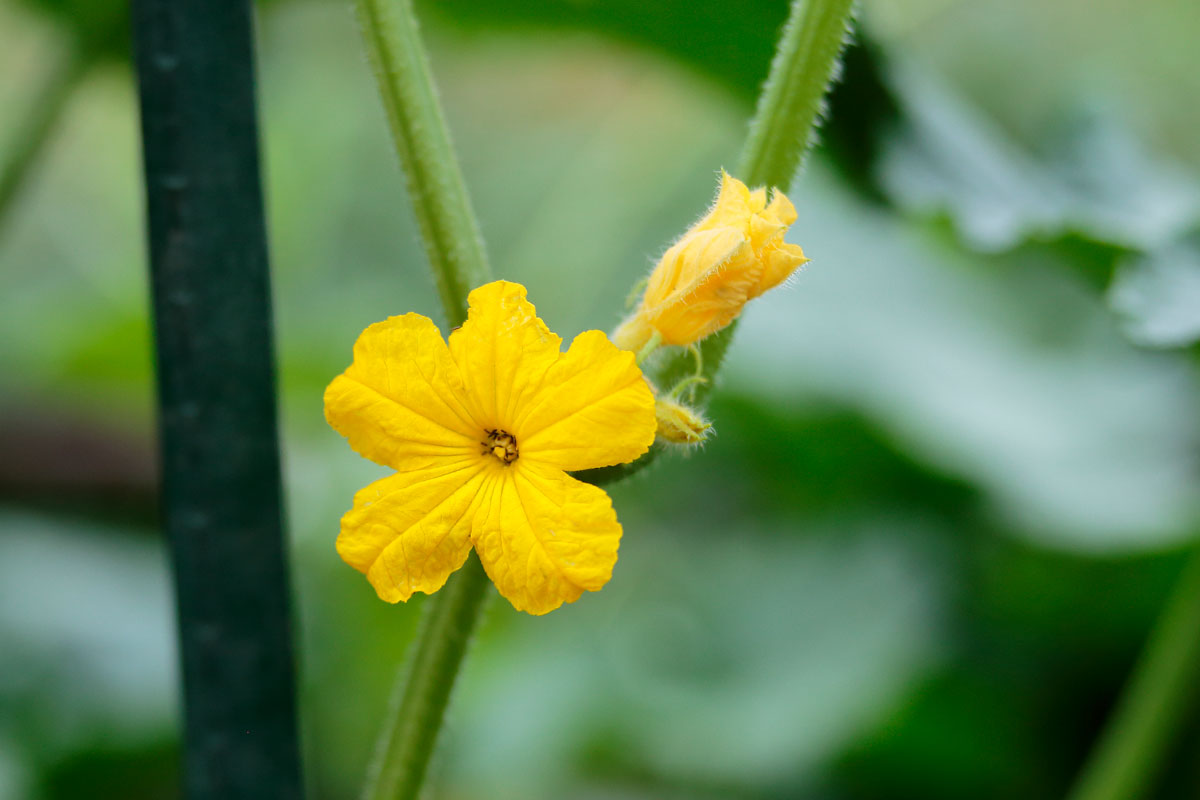 r1l-6829 キュウリの花