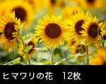 ヒマワリ12枚