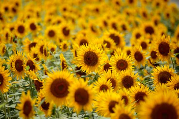 ひまわり 花 無料画像1 無料写真素材 「花ざかりの森」