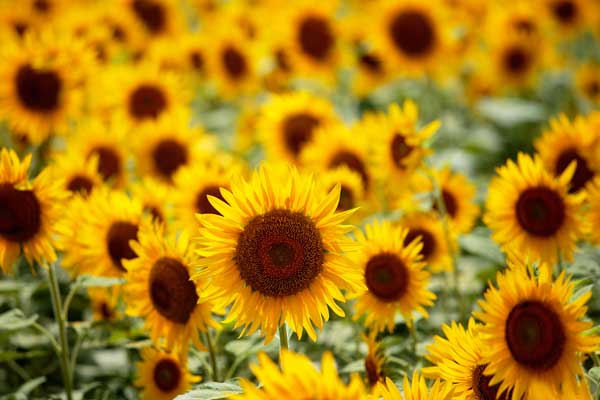 ヒマワリの群生を沢山の花をフレーミングして2カット
