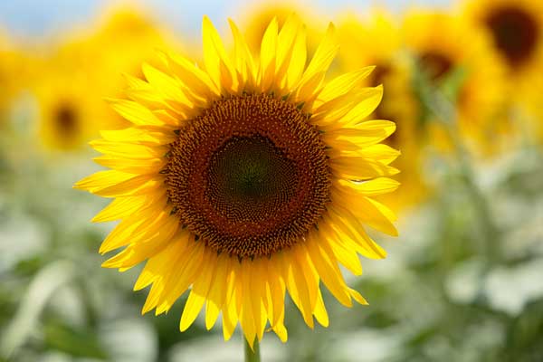 ひまわりの花一輪のアップ