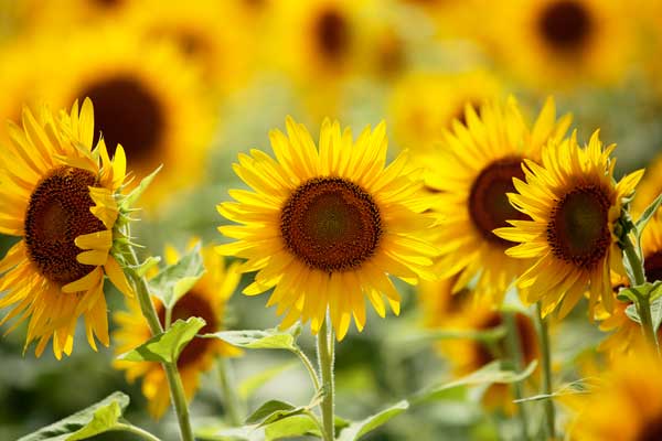 逆光で黄色い花ビラを透かして輝く。一輪のみにピントを合わせ背後の多数の花はアウトフォーカス。