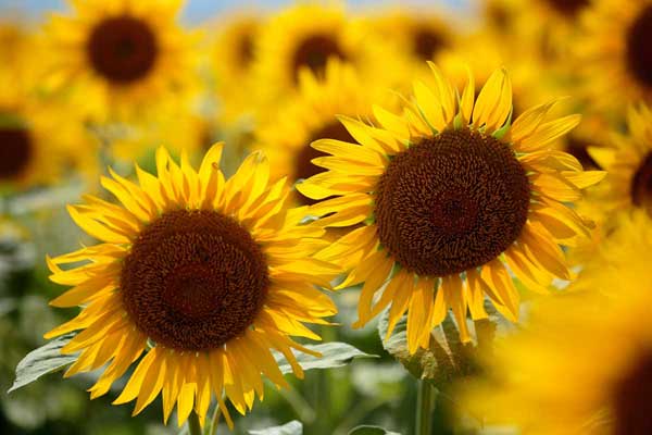 ひまわりの花　フリー画像6　フリー写真素材