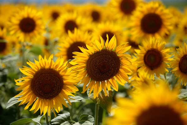 逆光で黄金色に輝く花びら。一輪のみにピントを合わせ背後の花はアウトフォーカス