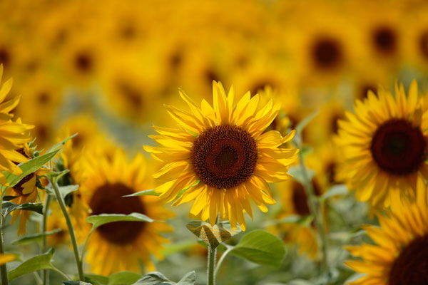 一輪のみにピントを合わせ背後の花はアウトフォーカス