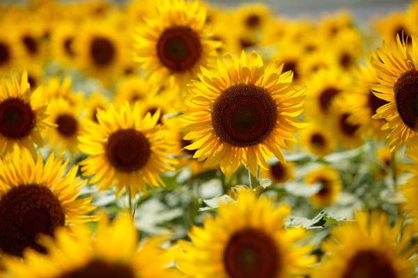ひまわりの花　フリー画像6　フリー写真素材
