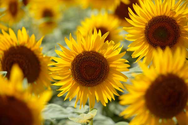 一輪のみにピントを合わせ背後の花はアウトフォーカス。数輪の花群。