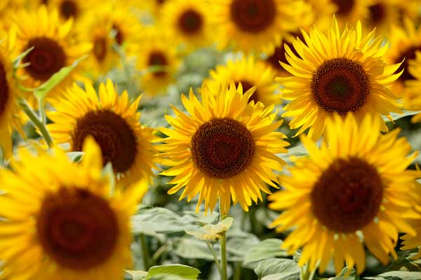 逆光で黄金色に輝く花びら。一輪のみにピントを合わせ背後の花はアウトフォーカス。