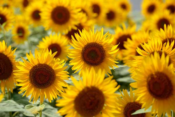 ひまわりの花　フリー画像12　フリー写真素材