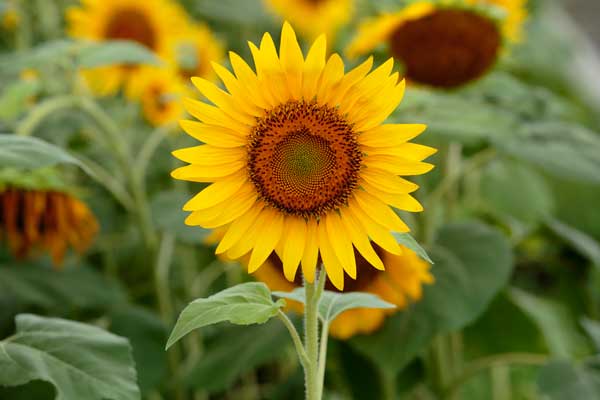 ひまわりの花 一輪 画像2 フリー写真素材