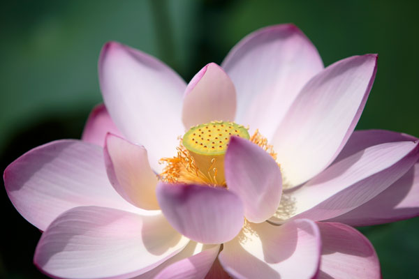 蓮の花　画像2　フリー写真素材
