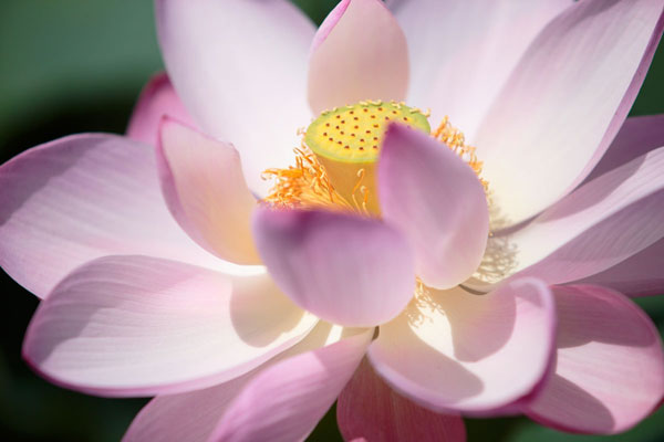 蓮の花　アップ画像　フリー画像3　フリー写真素材