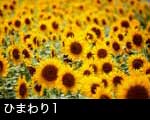 ひまわり1