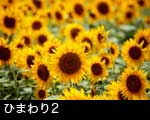 ひまわり2