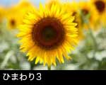 ひまわり3