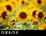ひまわりの花4
