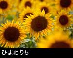 ひまわりの花5
