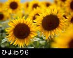 ひまわりの花6