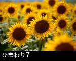 ひまわりの花7