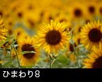 ひまわりの花8
