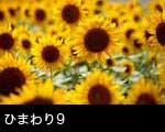 ひまわりの花9