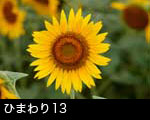 ひまわりの花13