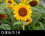 ひまわりの花14