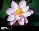 蓮の花1