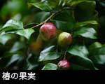 椿の果実　
