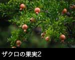 ザクロの果実2