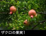 ザクロの果実1
