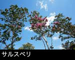 サルスベリの木