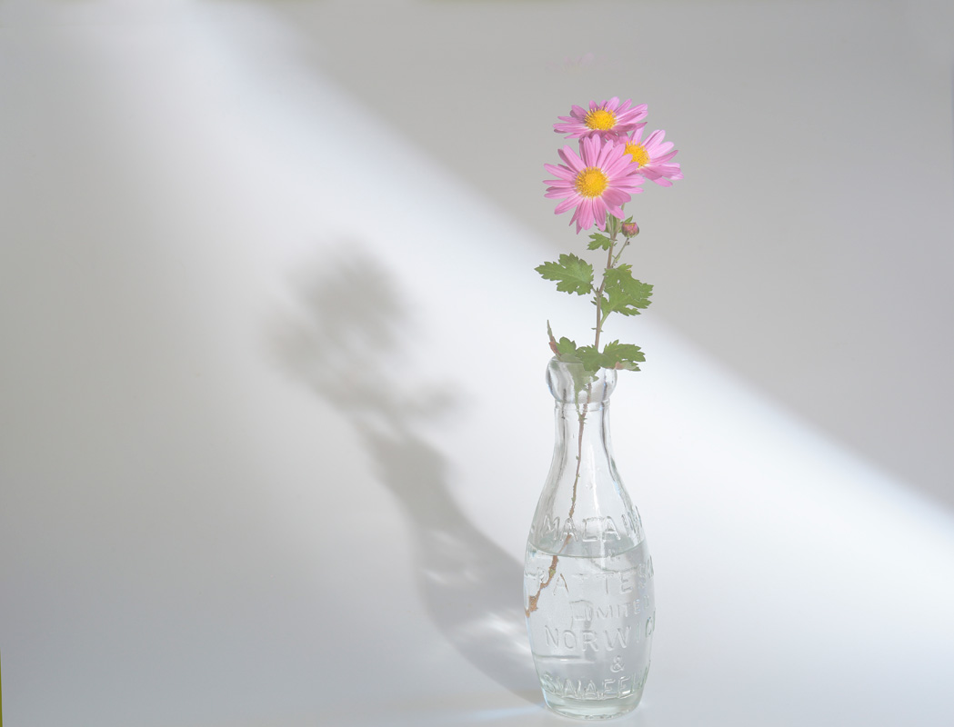 r3l-7516　花と影