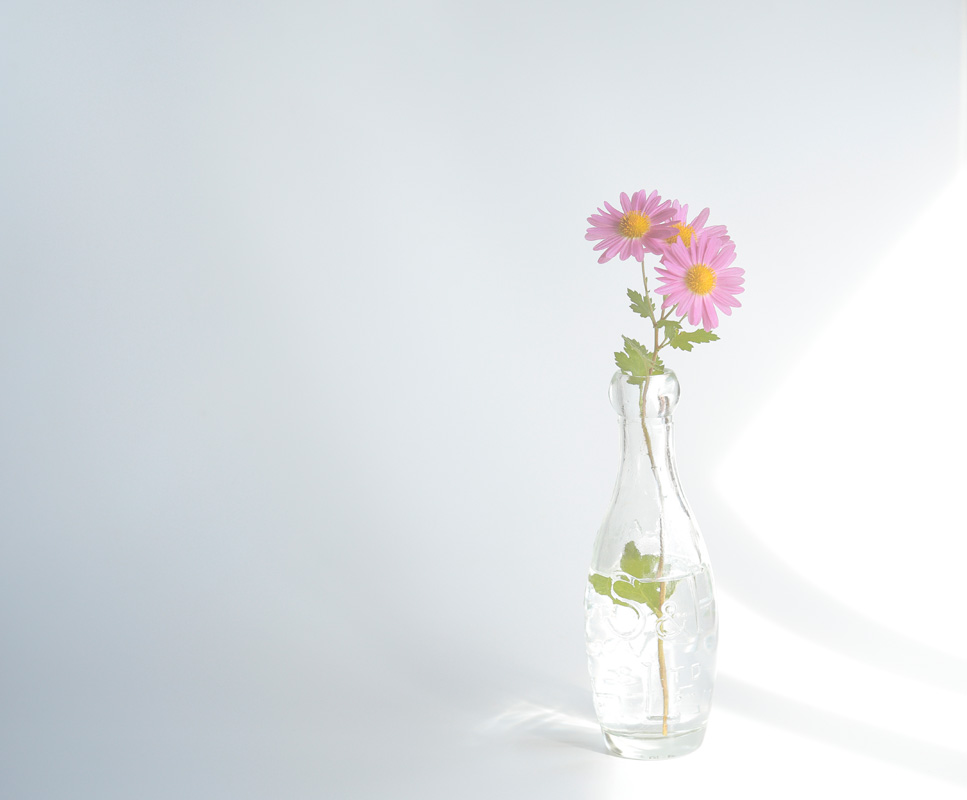 r3l-7550　花と影