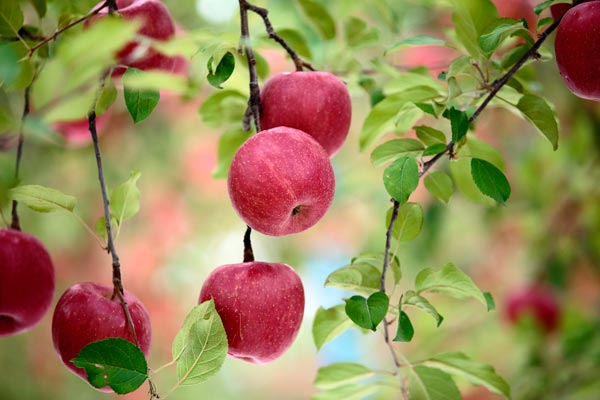 枝にぶら下がる数個の赤い果実、アップ画像。