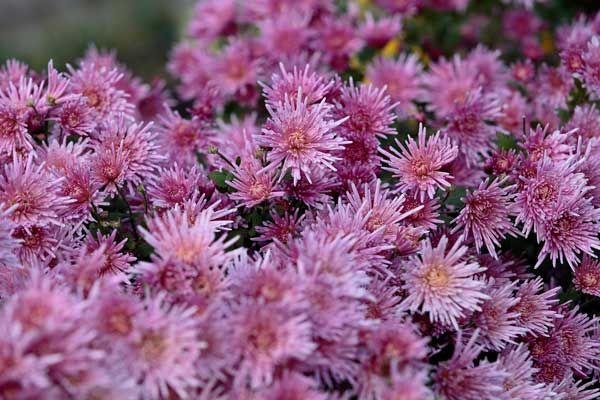 花群の一部にピントを合わせた写真1カット。引のバリエーション1カット。