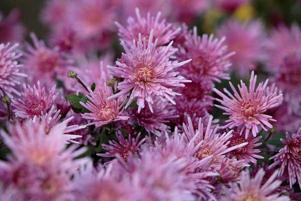 たくさんの花群の一部にピントを合わせた写真1カット