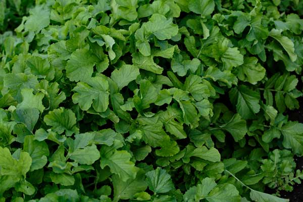 畑に生える大根菜っ葉の画像。密集して生える一部を撮影した画像