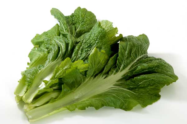 白い背景に高菜の葉を数枚置いて撮影1カット