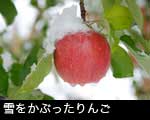 頭に雪をのせたリンゴ