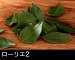 ローリエ（月桂樹）2