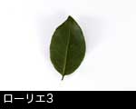 ローリエ（月桂樹）3