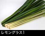 レモングラス1