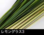 レモングラス3