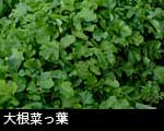 大根の菜っ葉