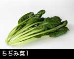 ちぢみ菜1