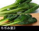 ちぢみ菜3